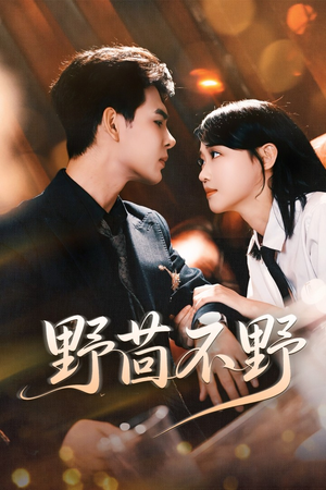 野茴不野（67集）最火短剧推荐