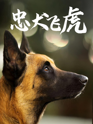 忠犬飞虎(33集) 忠犬飞虎(33集)短剧片段分享